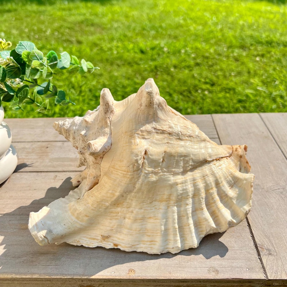 Large Old Conch Decorative Seashell